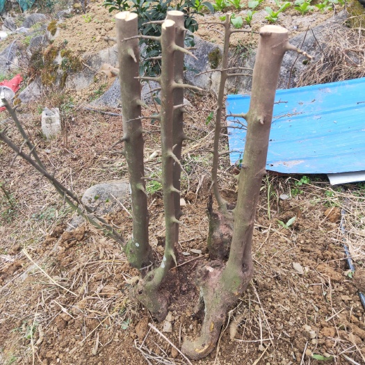 酉阳 金弹子生桩