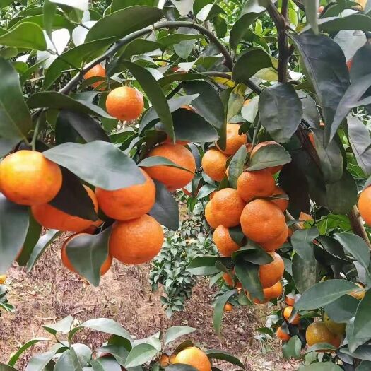 广西西林沙糖桔  包红包甜 皮薄化渣 大量上市