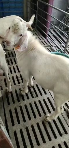 美国白山羊羔羊 成年羊 孕羊 报销路费 赠送铡草机 免运输