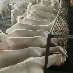 美国白山羊羔羊 成年羊 孕羊 报销路费 赠送铡草机 免运输