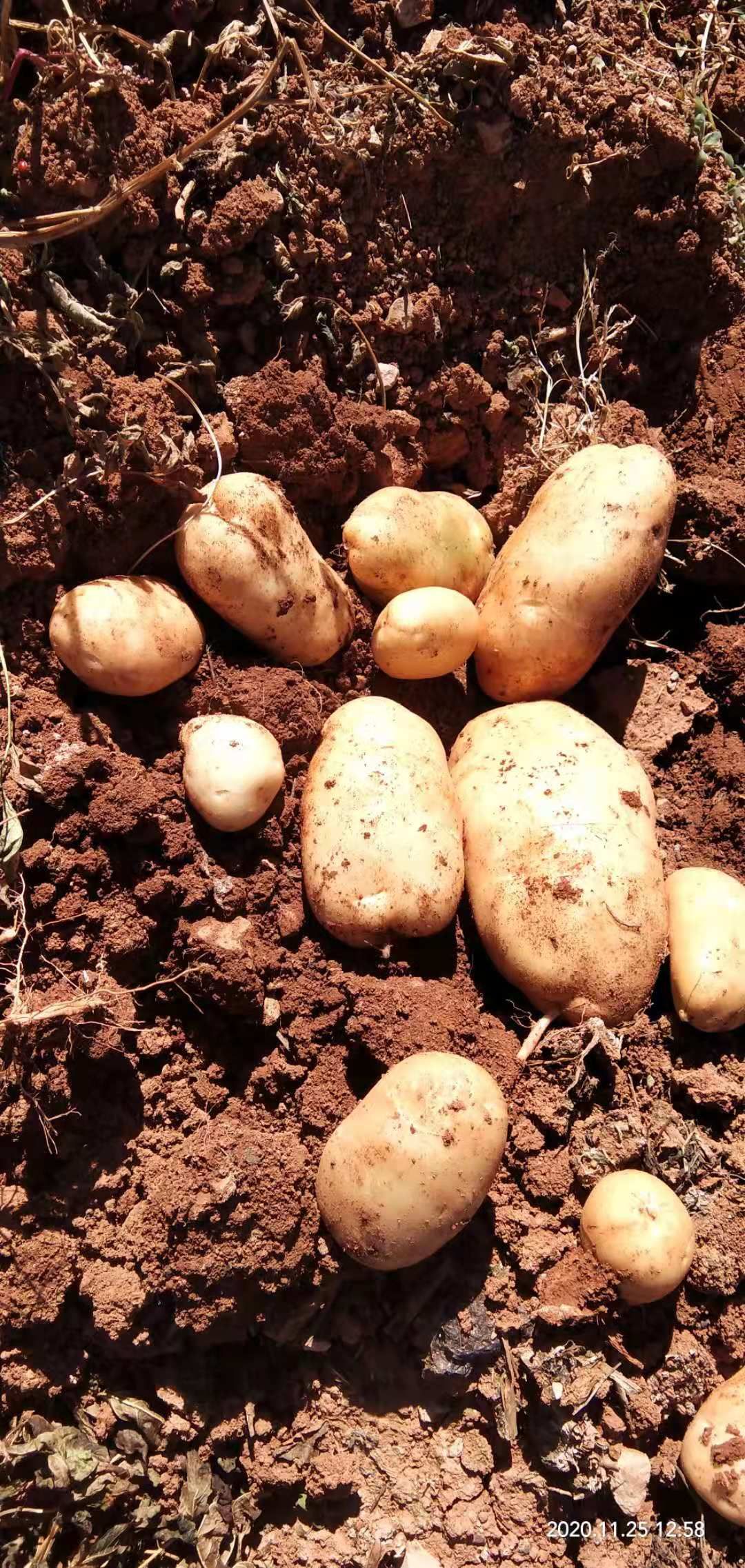 黄心土豆 新鲜宣威洋芋内薯6号