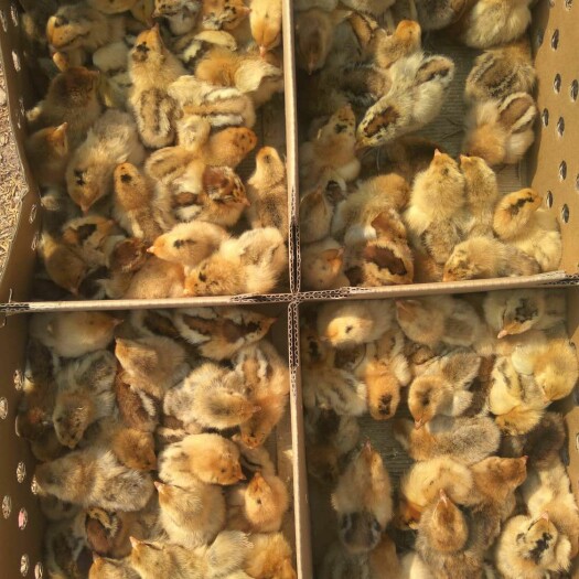 重庆市土鸡苗 乌皮红冠，淮南王，一手货源，没有中间商