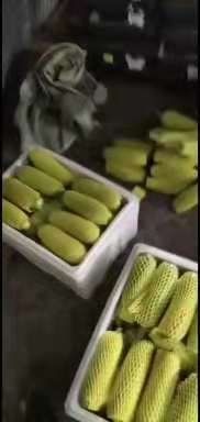 费县绿皮西葫芦  本产品，口感好，耐运输。
