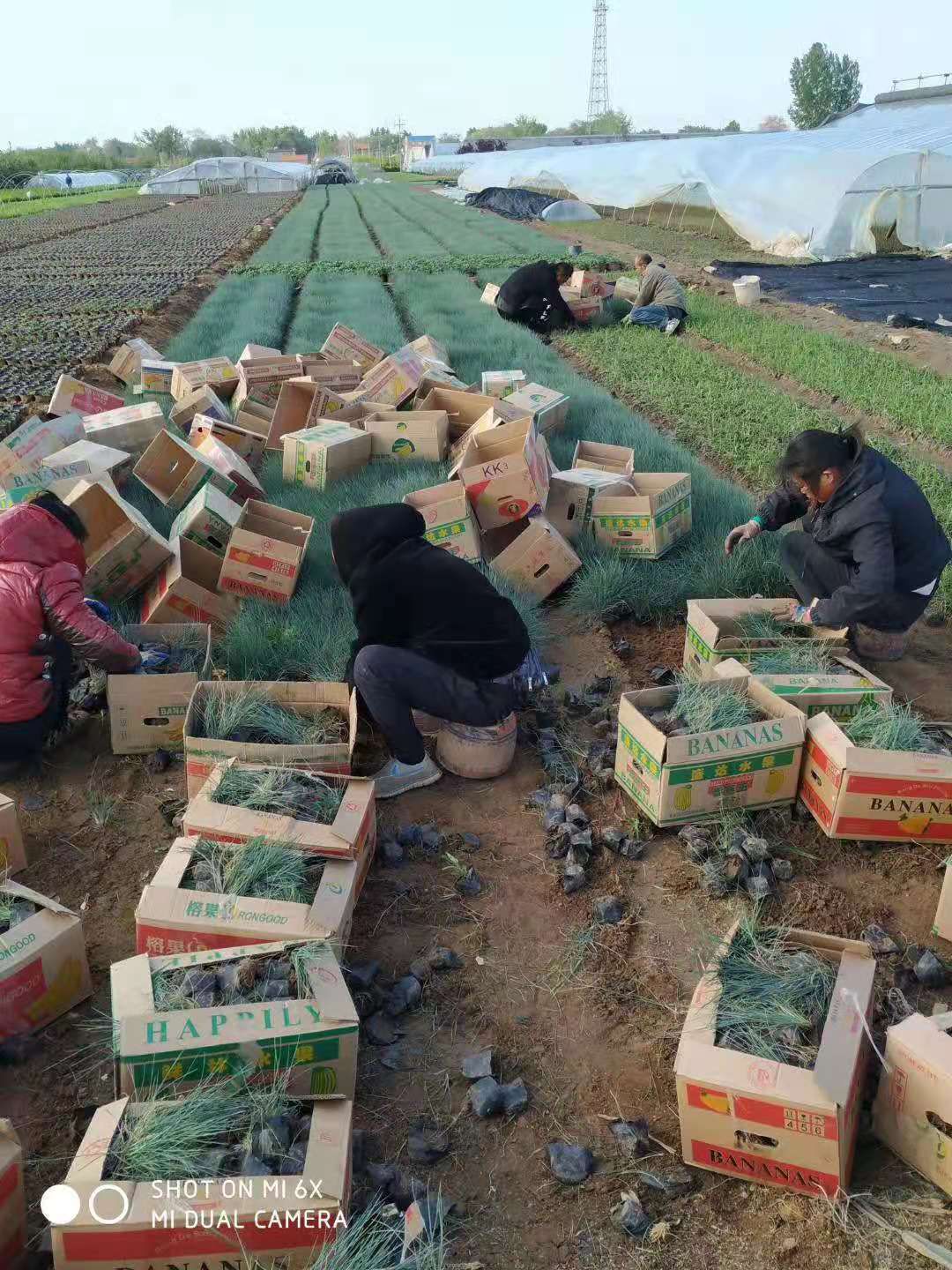 双色盆蓝羊茅 营养钵蓝羊茅价格 山东青州观赏草种植基地