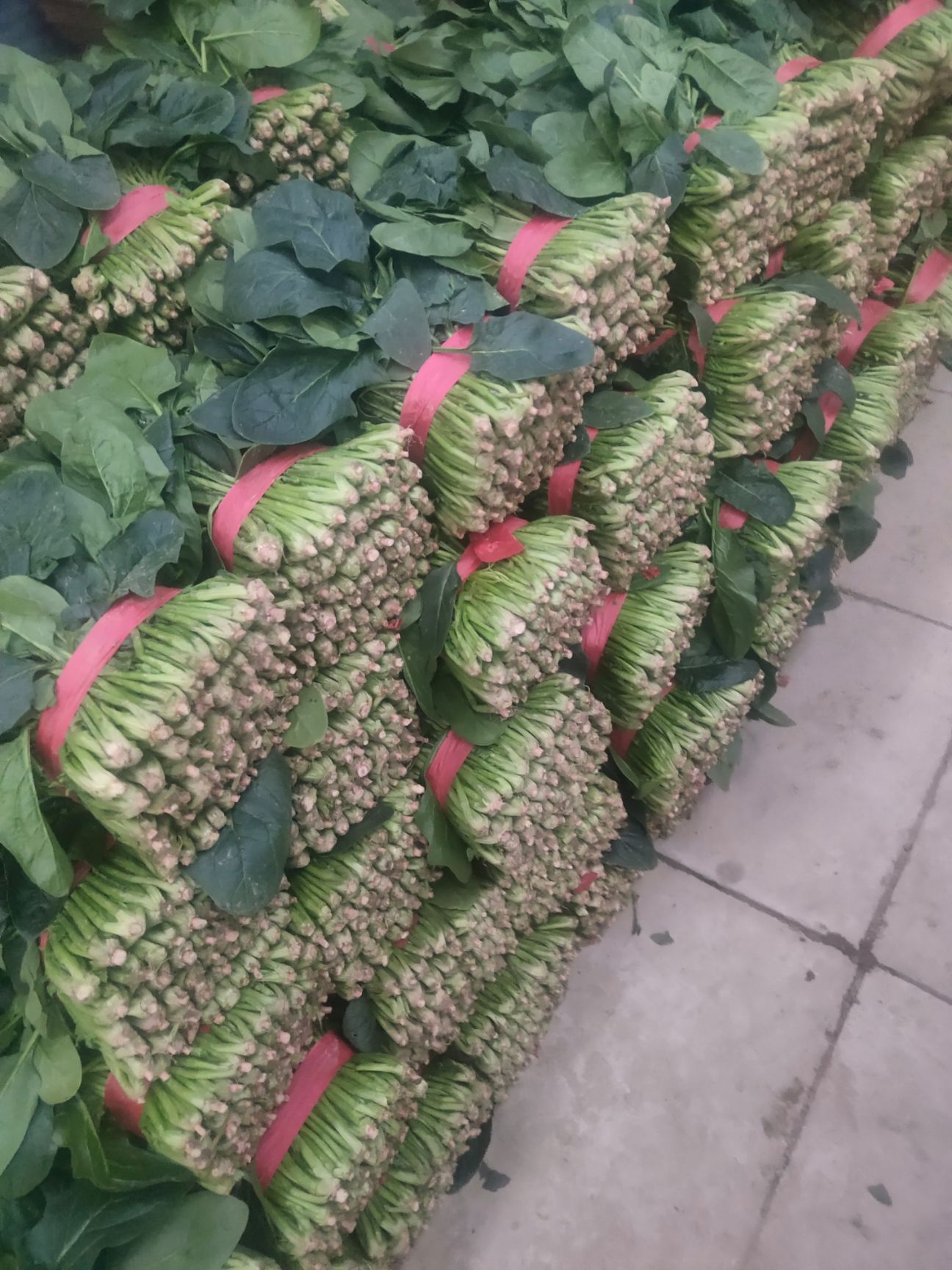  大叶菠菜