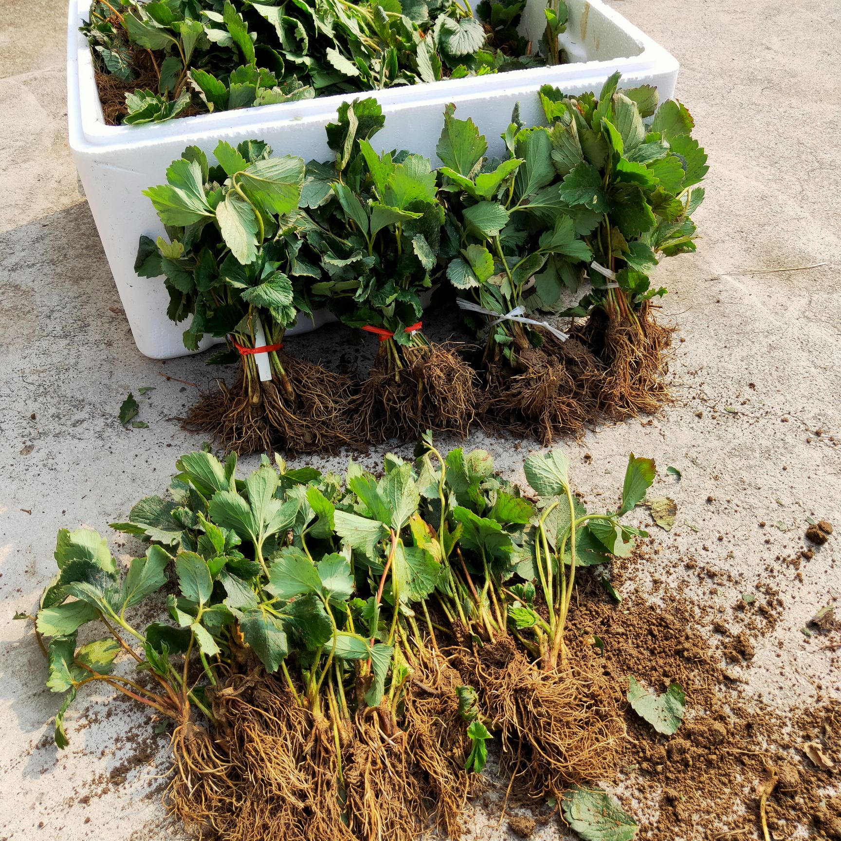 四季草莓苗 穴盘草莓苗 带土发货成活率高