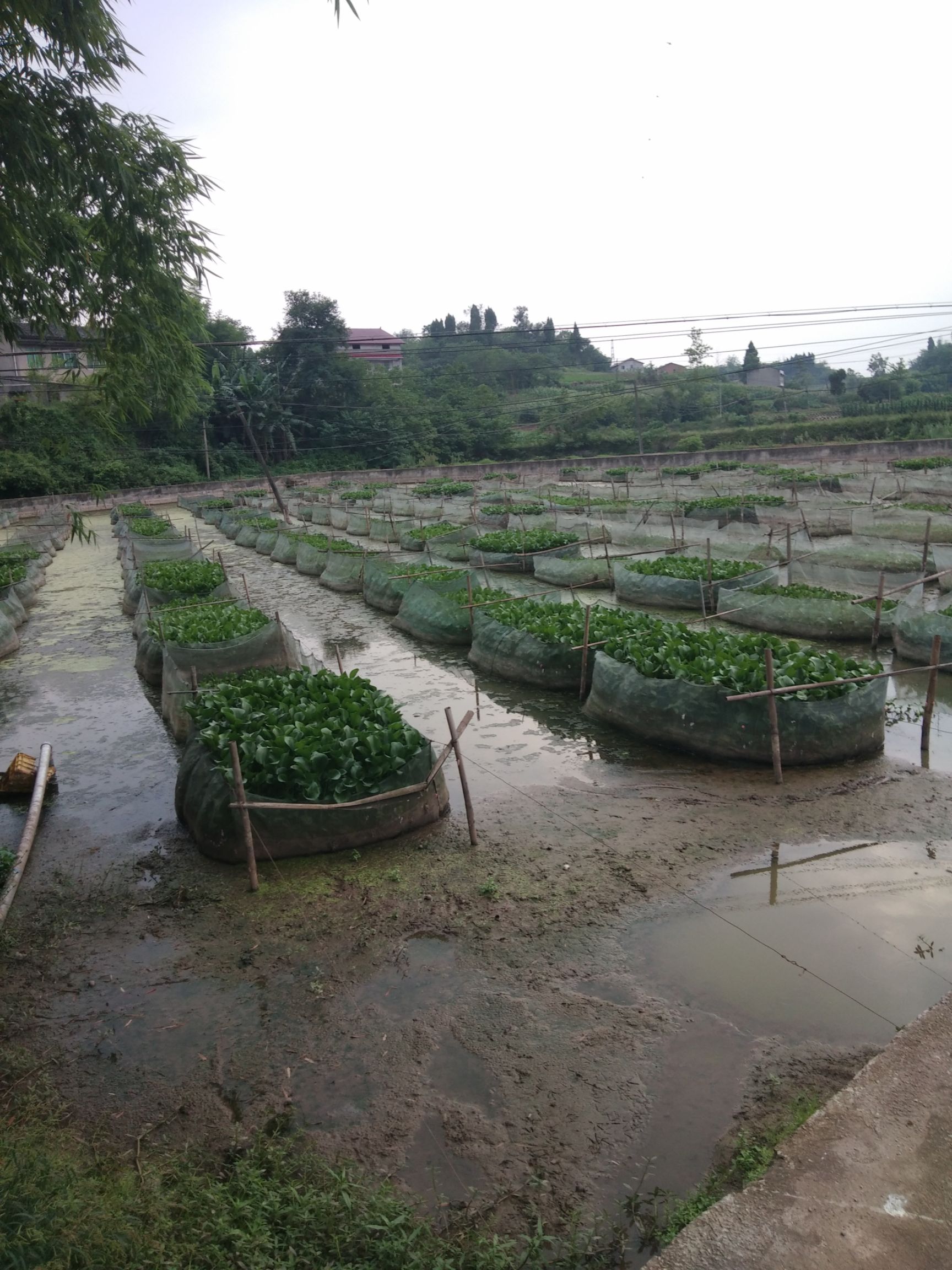 黄骨鱼苗，黄骨鱼苗优质鱼苗批发包送货到塘满意才付款包消