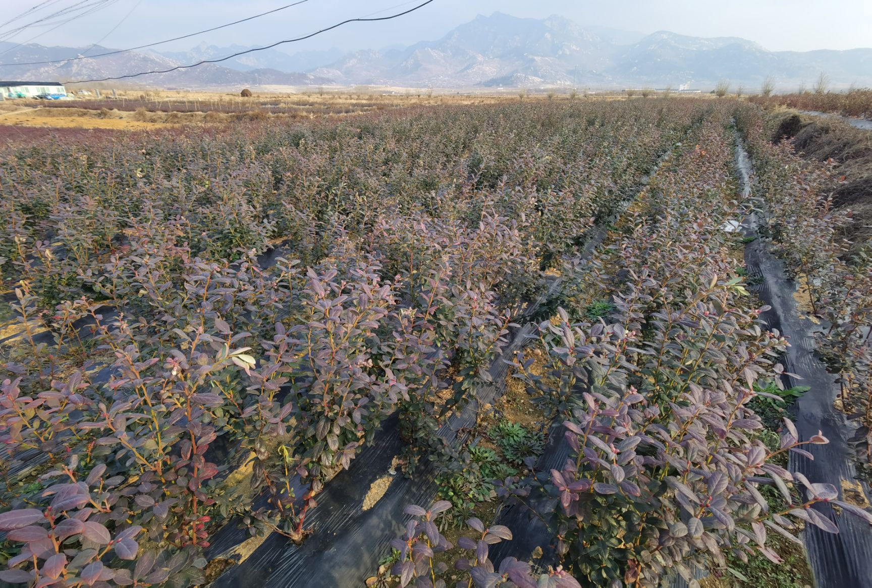 薄霧藍莓苗 3年地栽藍莓大苗