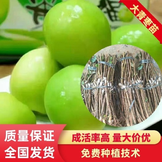 南宁青枣苗  青枣直生苗 青枣小苗 幼苗 奶苗