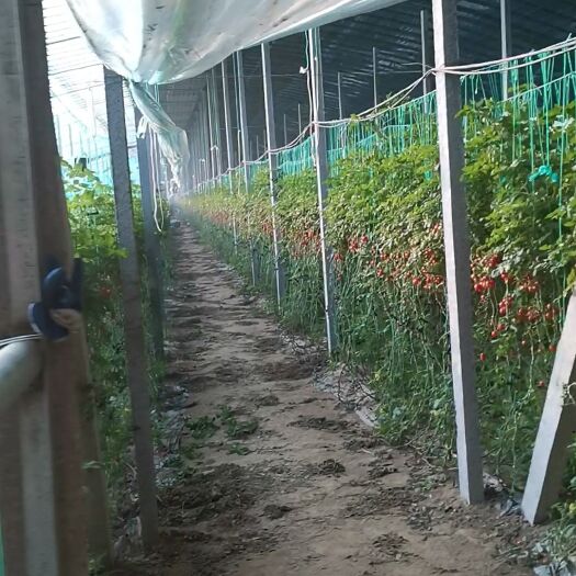 平度市釜山88圣女果 自家种植，天天鲜货，量大从优！