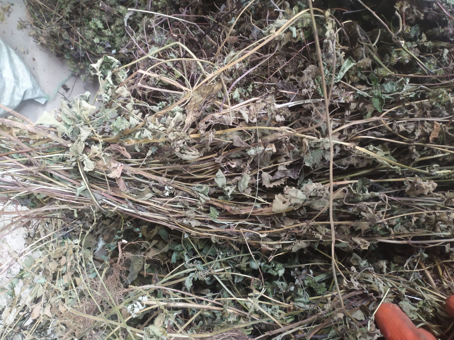 灯芯草  断血流冷背药材，灯笼草，四川产地量大批发，整车为主