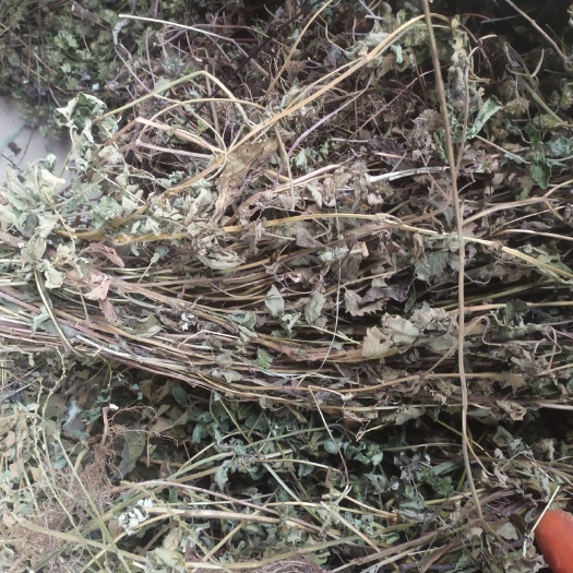 苍溪县灯芯草  断血流冷背药材，灯笼草，四川产地量大批发，整车为主