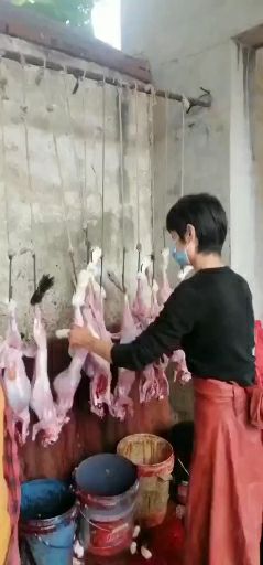 新鲜屠宰的无水兔肉白条及分割兔肉产品