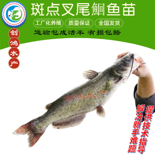 深圳【淡水养殖】叉尾鮰鱼苗 美国斑点叉尾鮰鱼苗 叉尾钳鱼苗