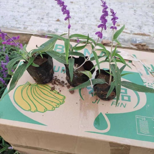 青州市墨西哥鼠尾草 种植基地 批发各规格墨西哥鼠尾草