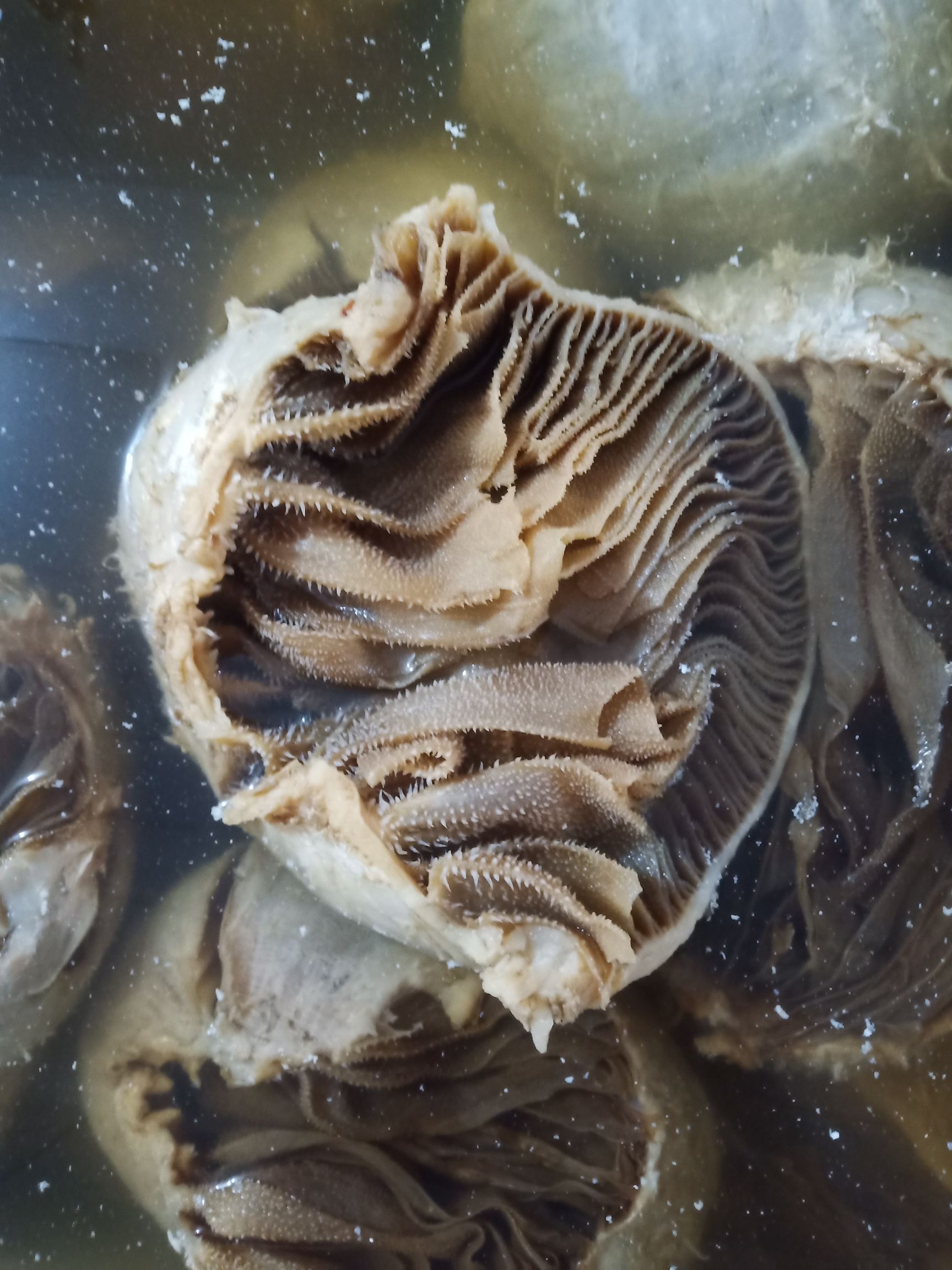 圆肚水发个个毛肚 整个毛肚带底板 黑牛百叶 重庆火锅食材