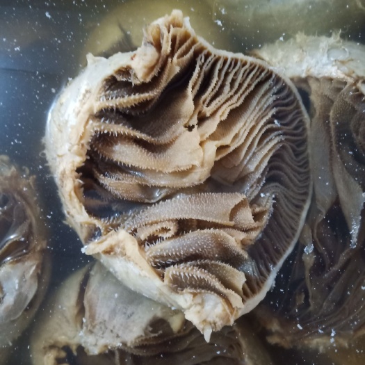 重庆市圆肚水发个个毛肚 整个毛肚带底板 黑牛百叶 重庆火锅食材