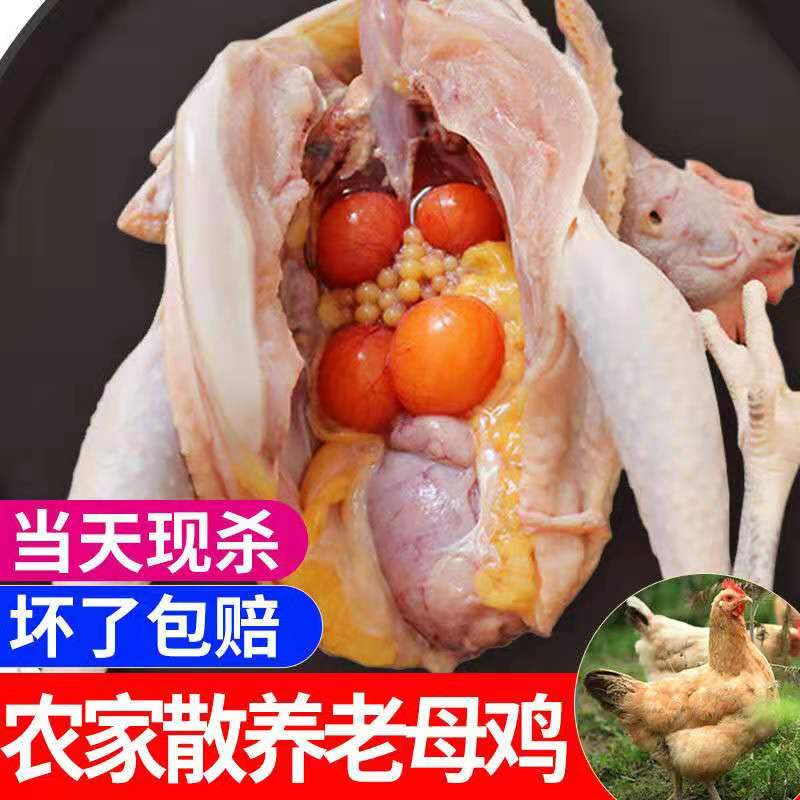 白条鸡  2年老母鸡现杀现发每只净重6斤左右