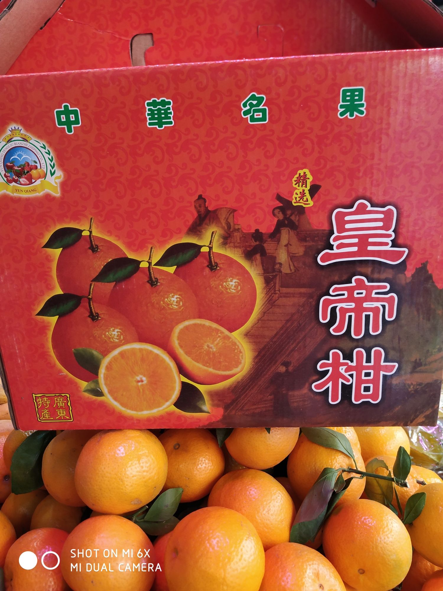 德庆贡柑皮薄果饱满，中华名果