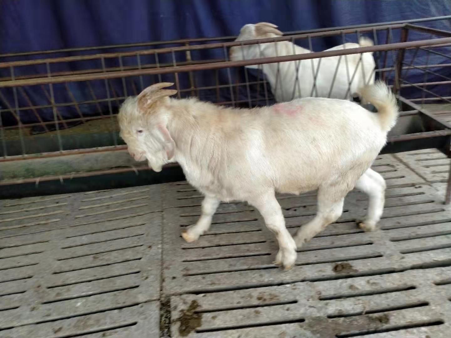 美国白山羊羔羊 成年羊 孕羊 报销路费 赠送铡草机 免运输