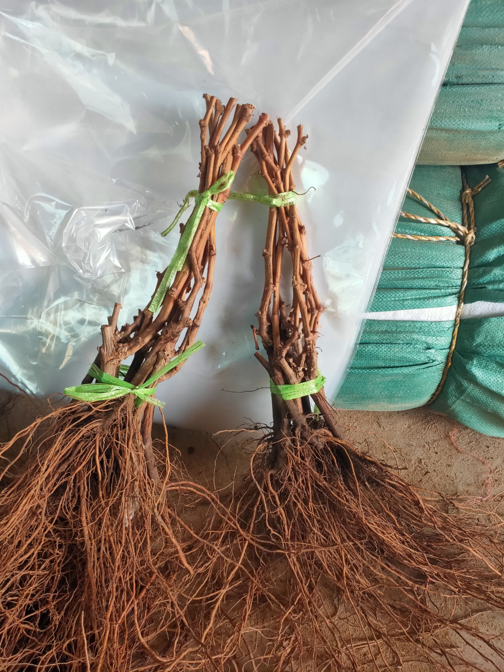 夏黑葡萄苗 嫁接苗 裸根苗 