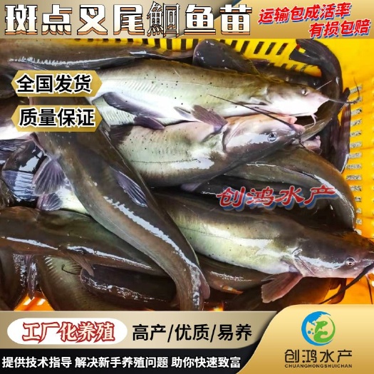 广州【优质精选】叉尾鮰鱼苗 斑点叉尾鮰鱼苗 钳鱼苗 淡水鱼苗