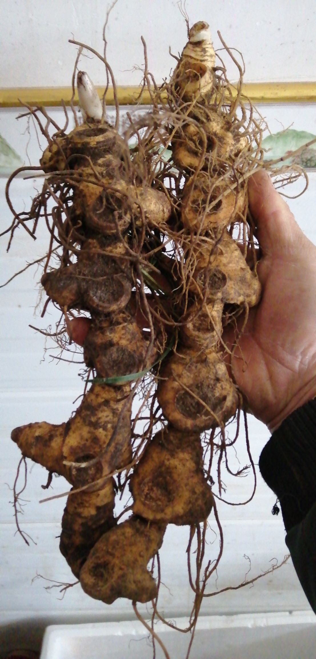 大别山多花黄精统货  长梗黄精