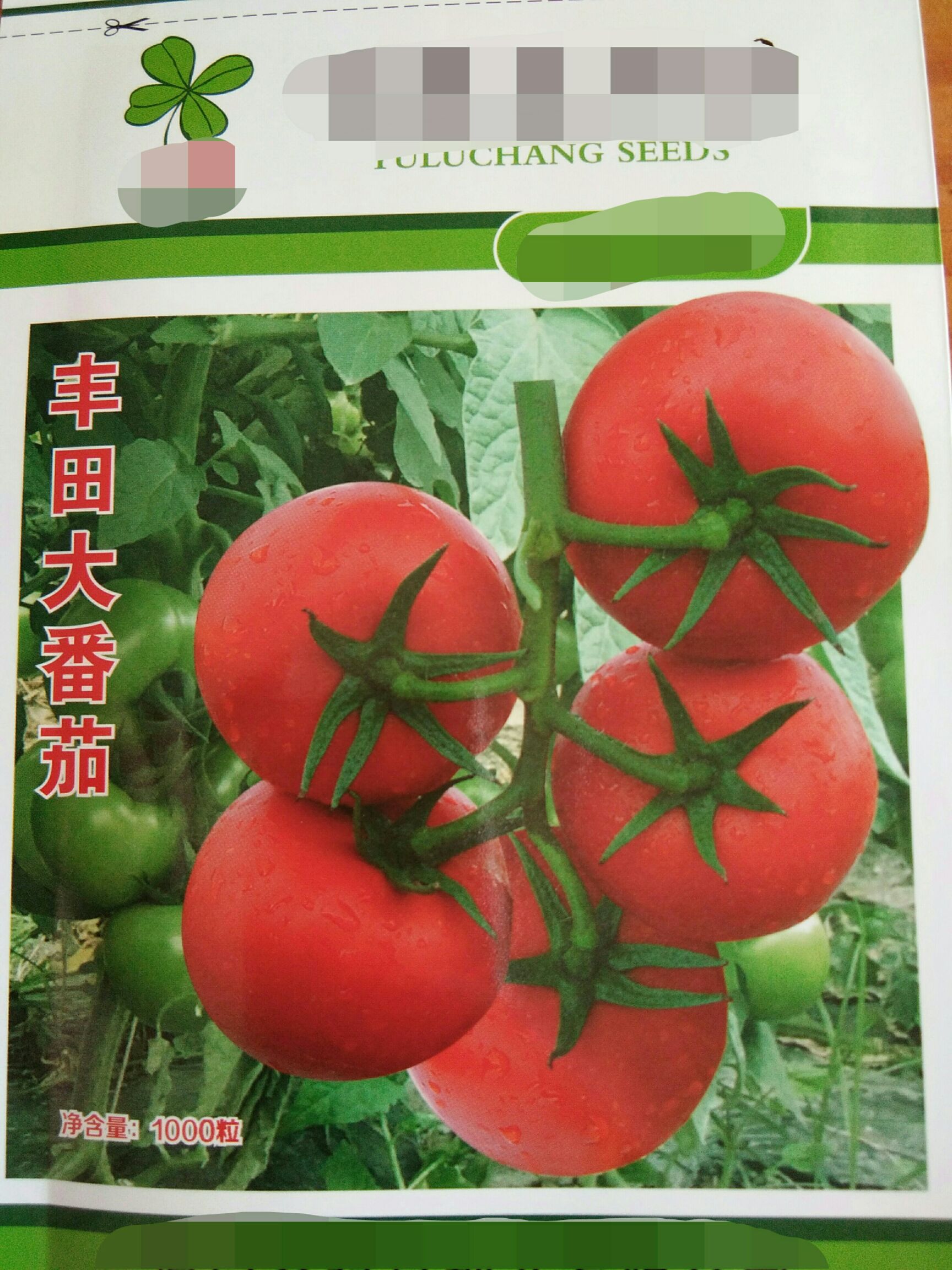 西红柿种子  大番茄种子