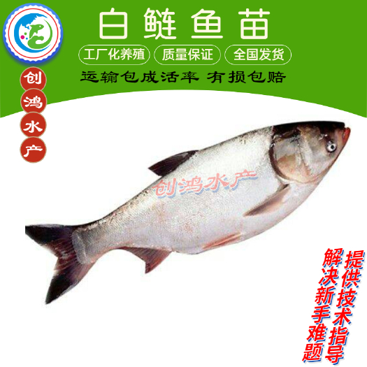 广州【优惠供应】白鲢鱼苗 鳊鱼苗 白鲢水花供应 各种淡水鱼苗
