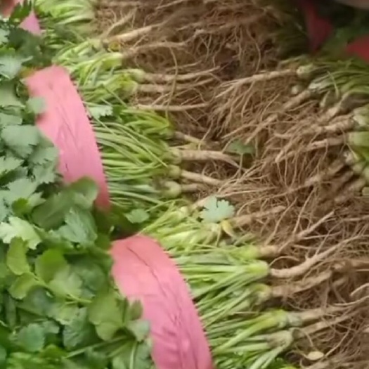 滑县铁杆青香菜 今天价格回落