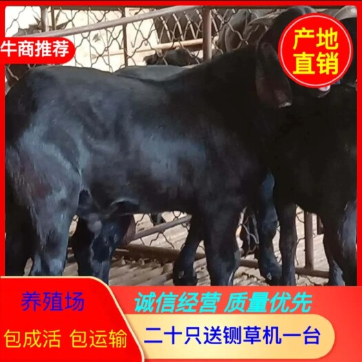 郓城县精品黑山羊 种公羊 孕羊 羔羊 支持视频挑选 免费运输