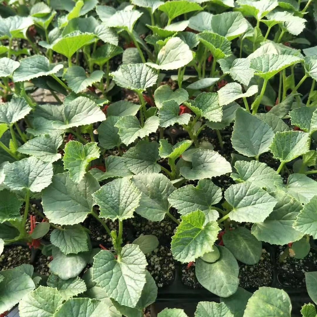 博洋9号甜瓜苗  博洋九甜瓜苗嫁接直播苗供应口感脆甜糖度高