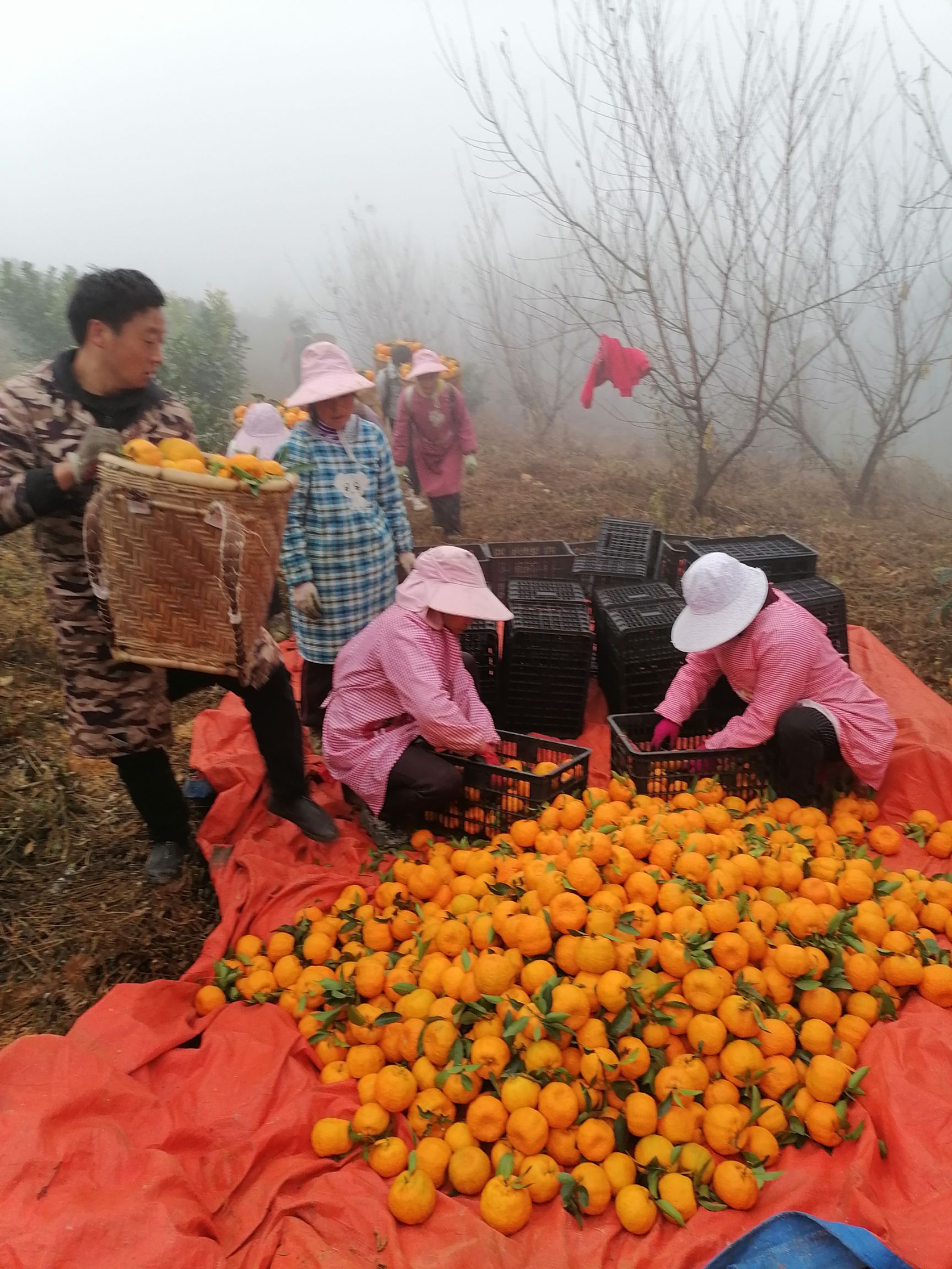 媛红碰柑 一级果 