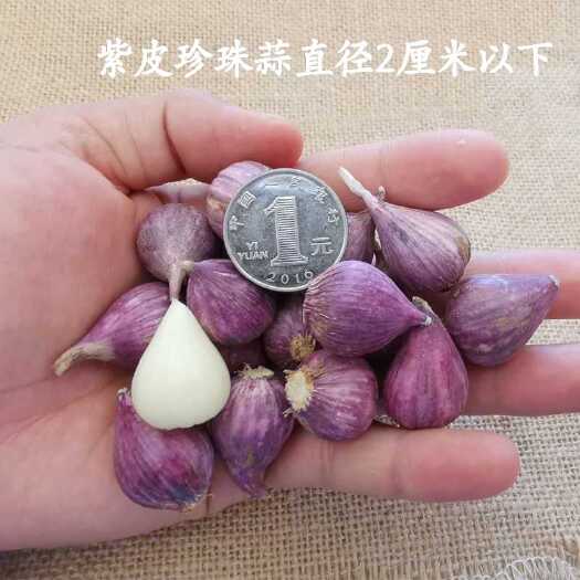 宾川县红皮蒜  2022大理紫皮独头珍珠蒜直径在2厘米以下现挖现发