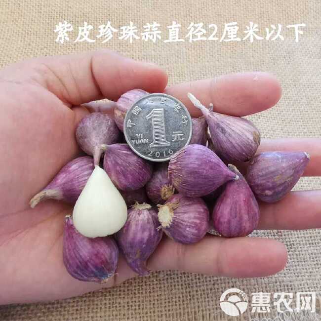 红皮蒜  2022大理紫皮独头珍珠蒜直径在2厘米以下现挖现发