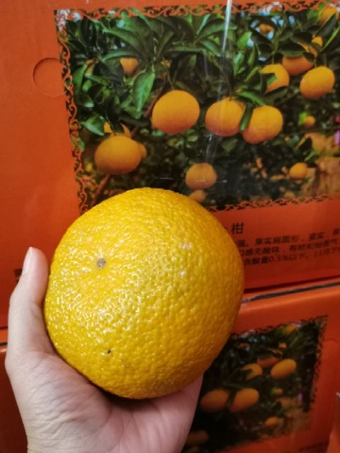 自家果园产，新鲜现摘黄金柑，现摘现发品质保证