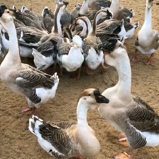 嘉祥县狮头鹅苗 狮头鹅！特点长势快！！抗病能力强！收益高！特适合生手养殖！