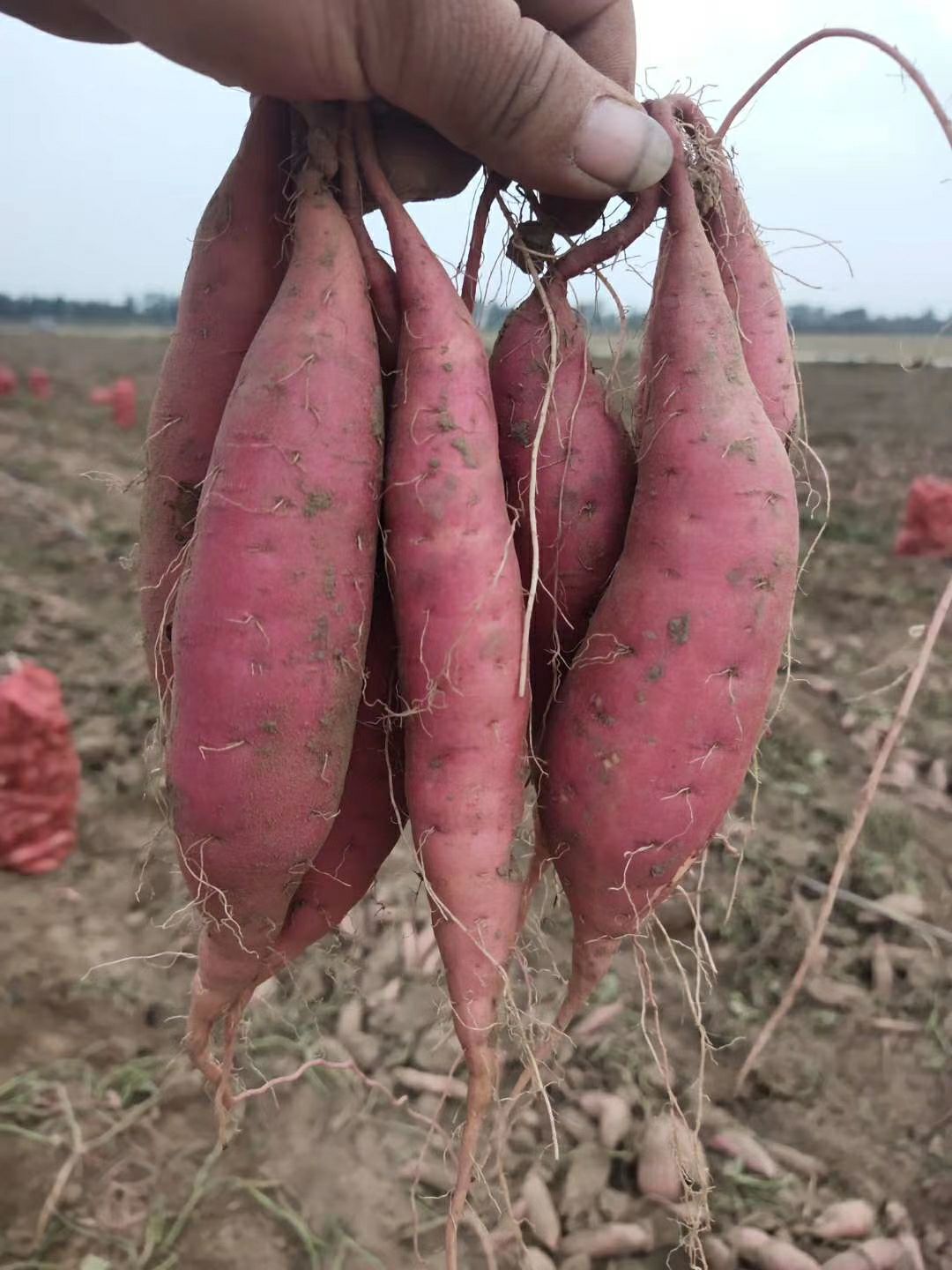 西瓜红 烟薯25流糖蜜薯红薯苗
