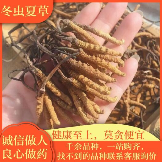 安国市冬虫夏草  4条1克 包邮