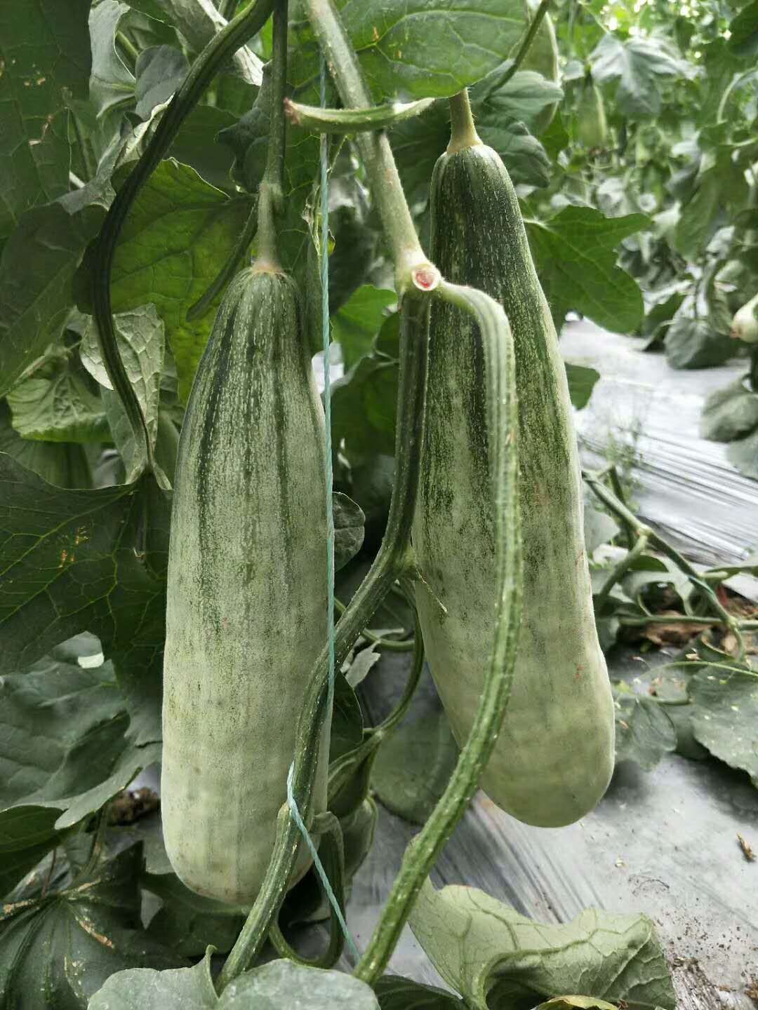羊角蜜甜瓜苗锦玉羊角蜜直播嫁接品种口感酥脆香甜种苗供应