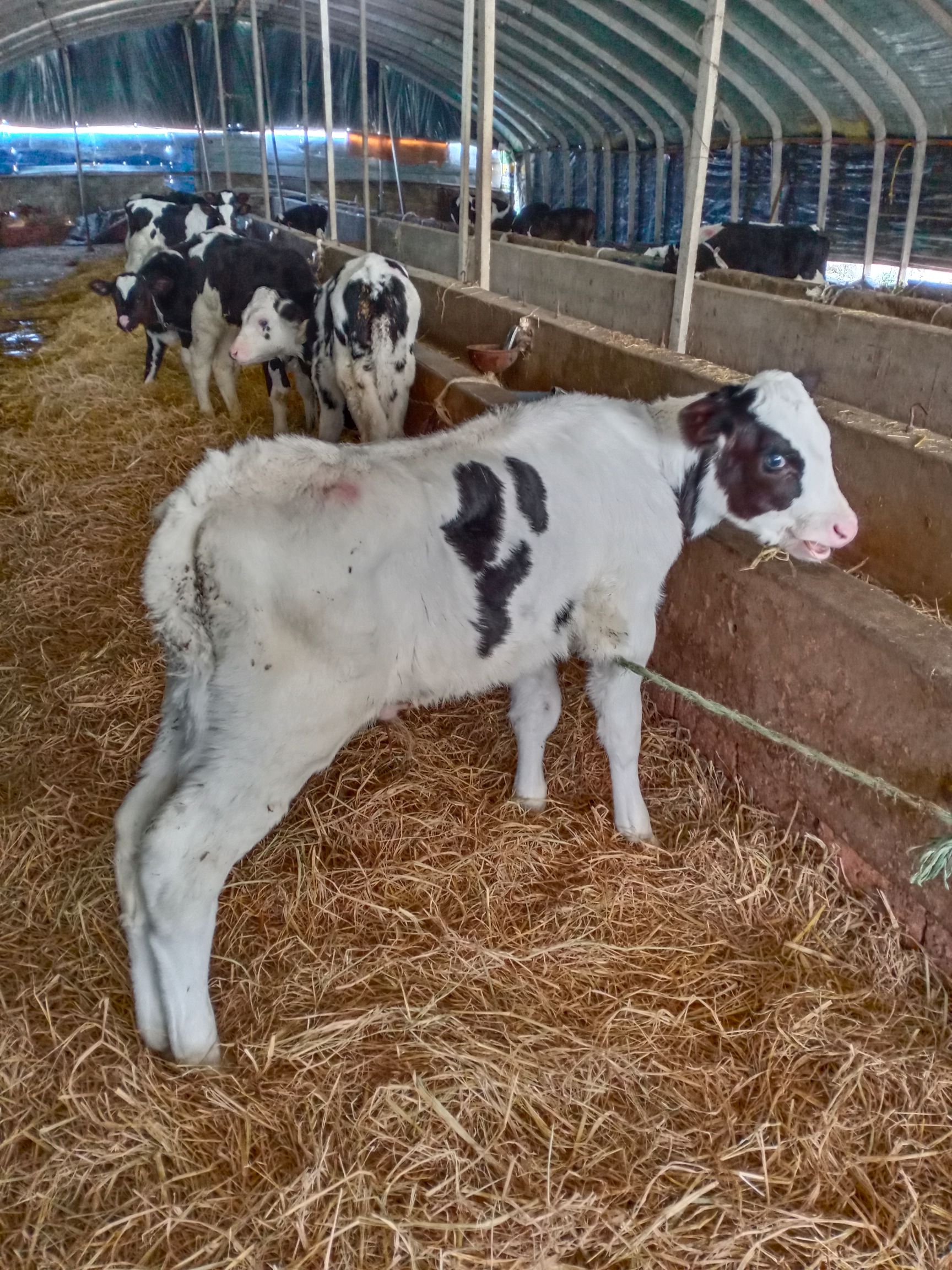 黑白花奶牛 奶公牛，奶母牛，杂交母牛，安格斯