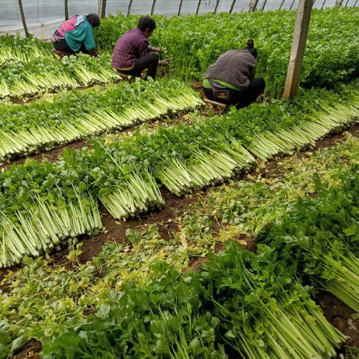 诸城市美国文图拉西芹，小细棵，口感好，色泽亮，欢迎全国客户联系下单