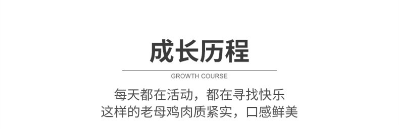 白条鸡  2年老母鸡现杀现发每只净重6斤左右