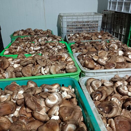 普通香菇 香菇基地直接销售，没有中间商，可直供食品厂