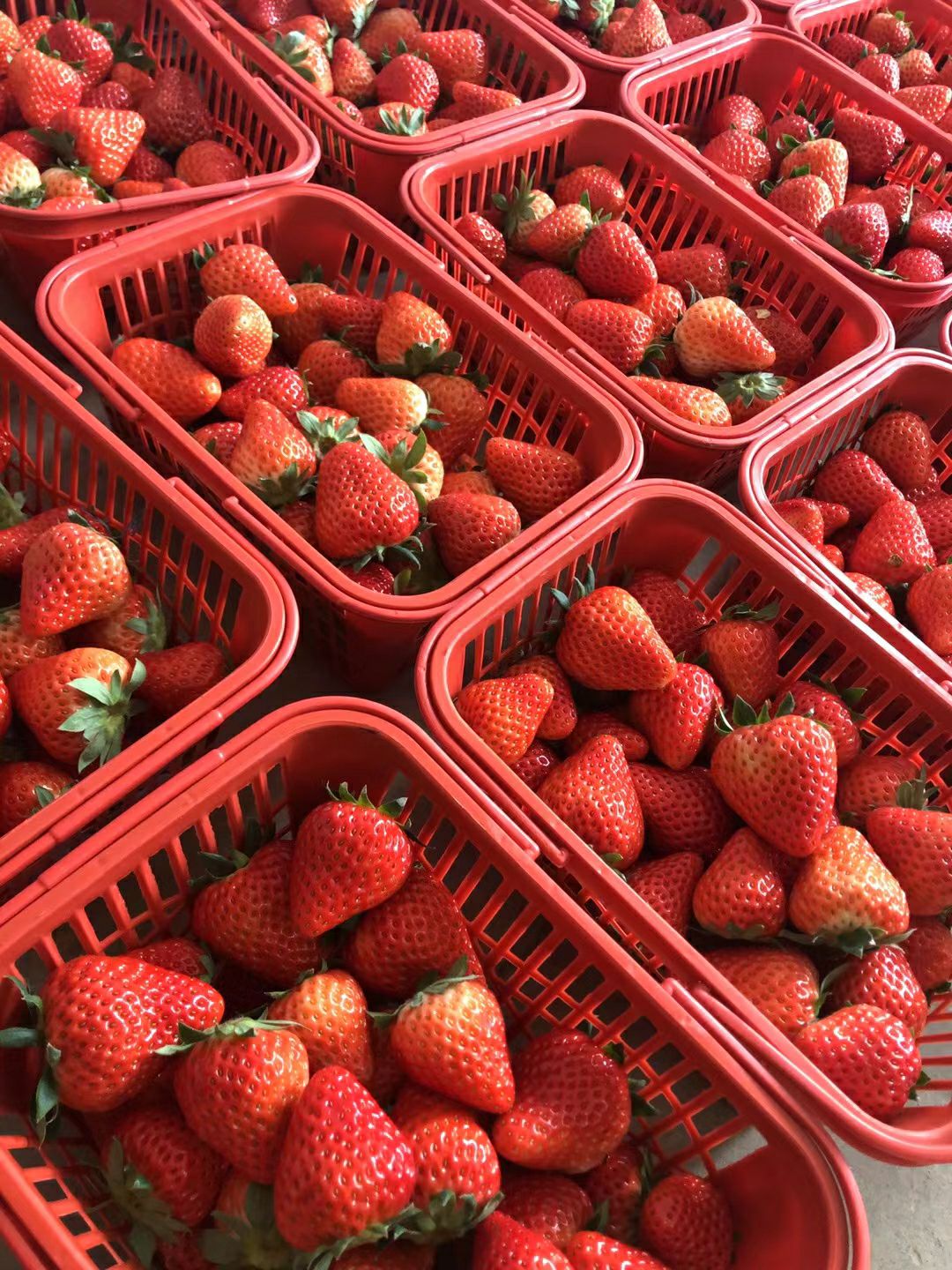红颜草莓 品种齐价格优，水果店，蛋糕店，社区团购，街边摊货源