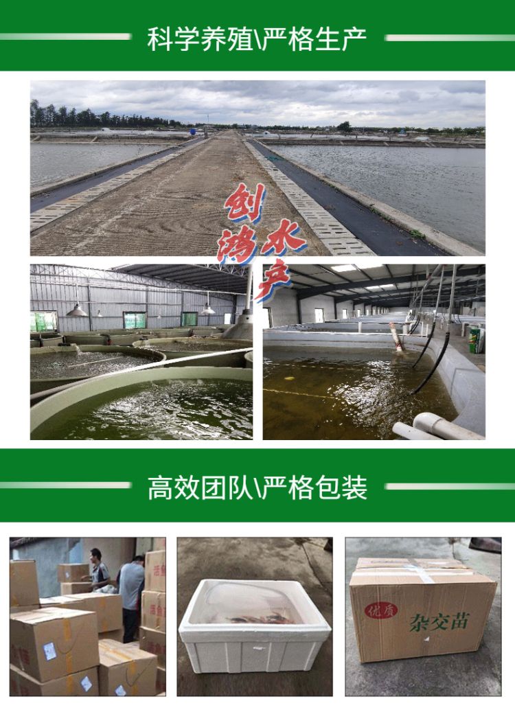 大头鱼鱼苗  【优惠供应】鳙鱼苗 大头鱼苗 花鲢鱼苗 花鲢水