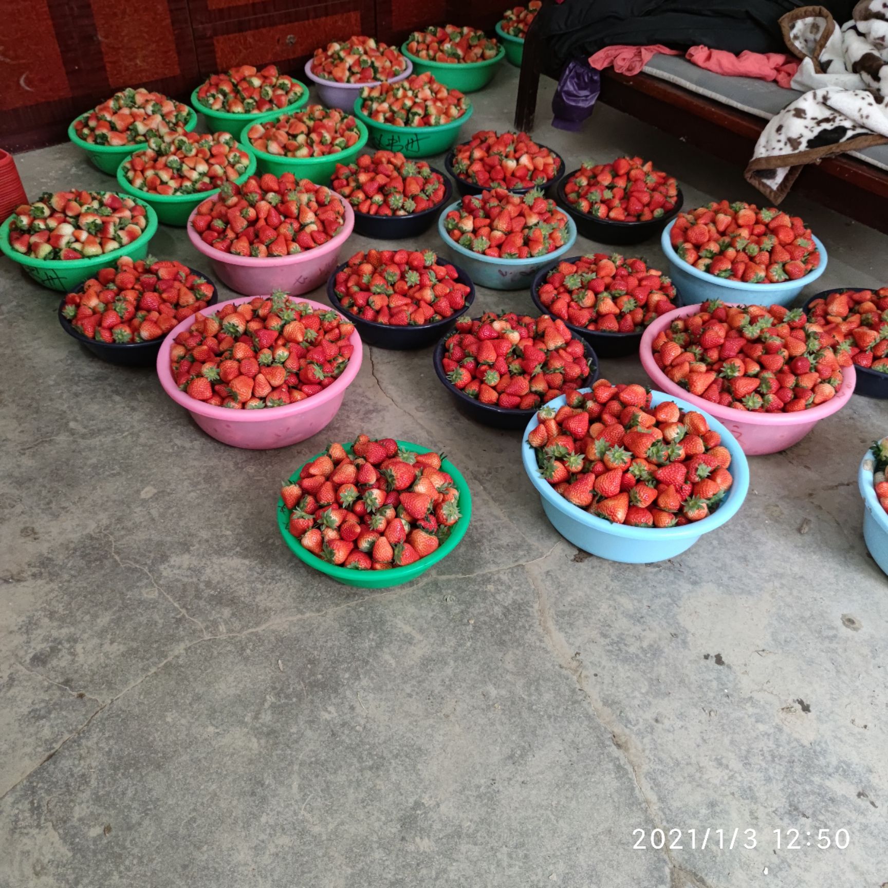 红颜草莓 品种齐价格优，水果店，蛋糕店，社区团购，街边摊货源