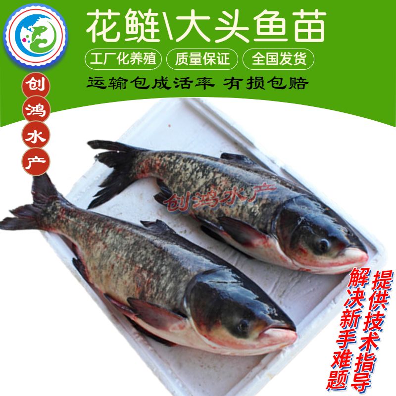 大头鱼鱼苗  【优惠供应】鳙鱼苗 大头鱼苗 花鲢鱼苗 花鲢水