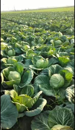 春甘蓝 2.0~2.5斤 