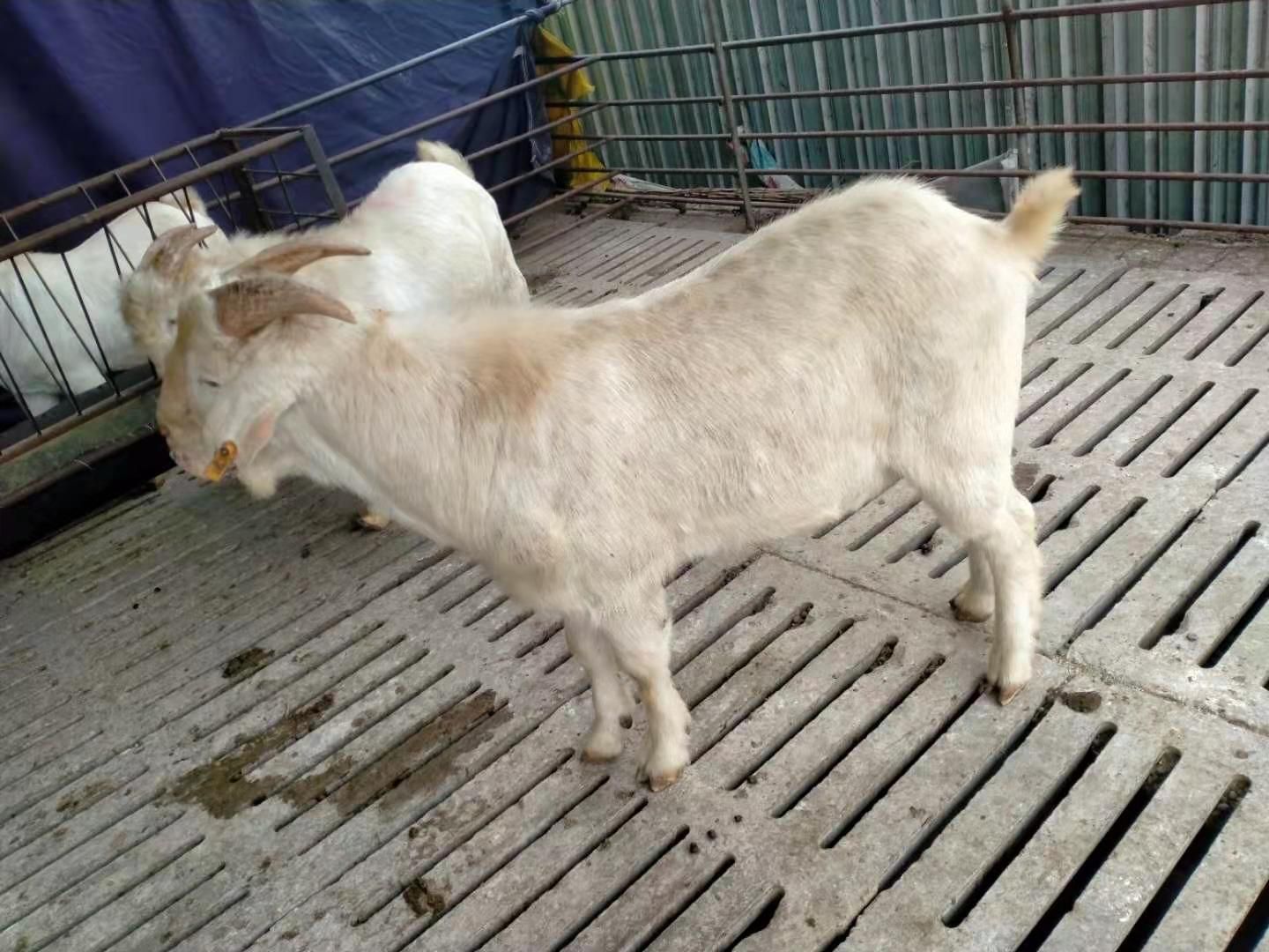 精品白山羊  孕羊 种公羊 生长快 适应性强